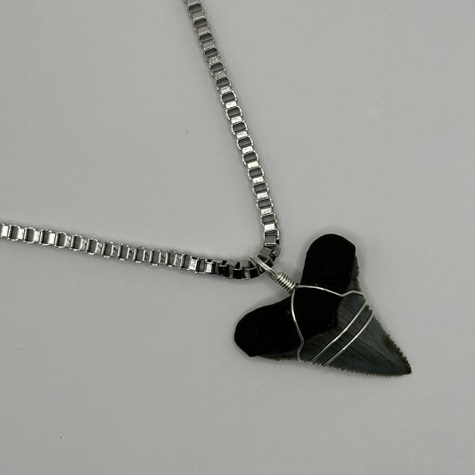 Shark Tooth on Silver Box Chain Necklace