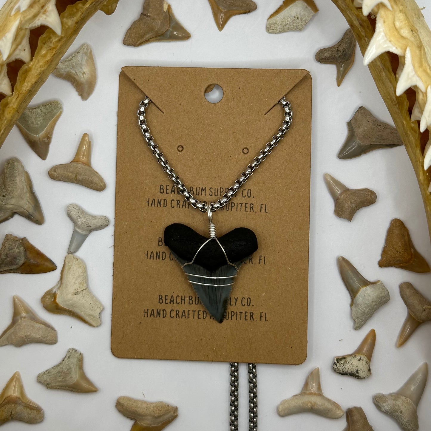 Shark Tooth on Silver Small Box Chain Necklace