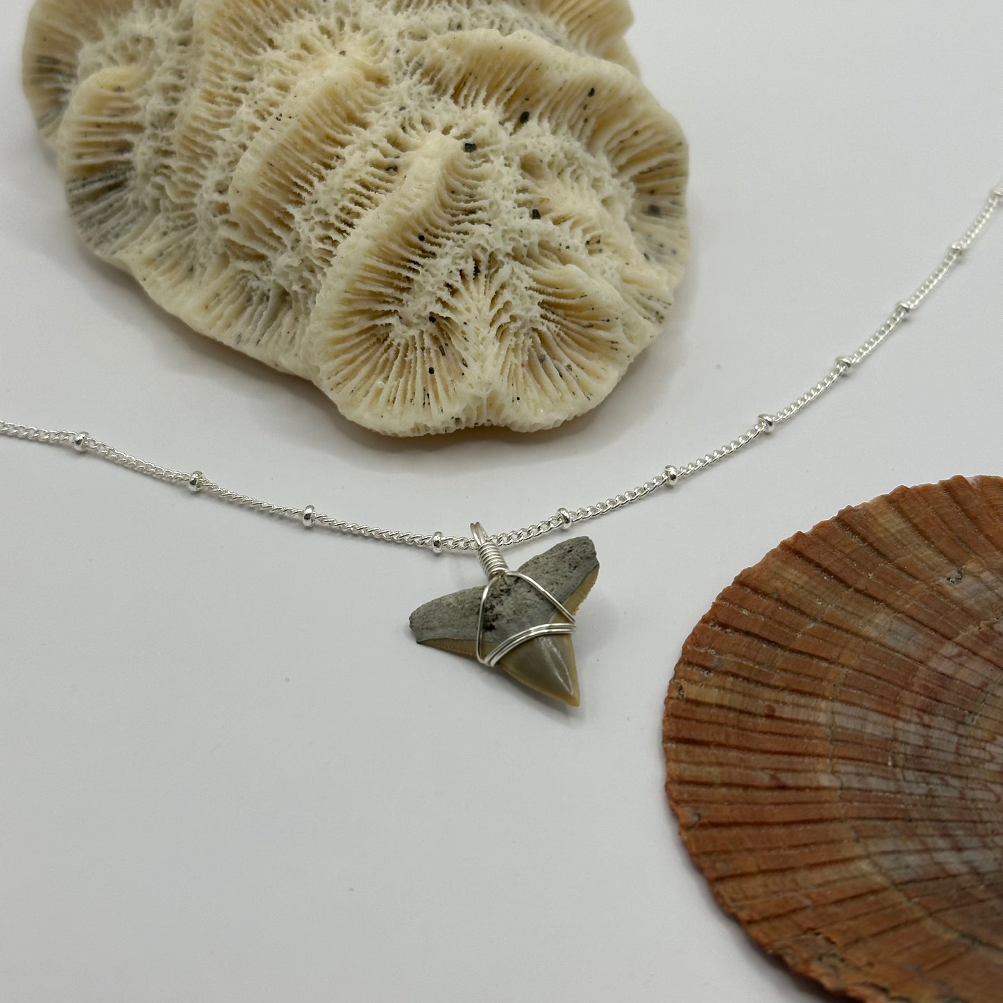 Shark Tooth on Silver Dot Link Chain Necklace